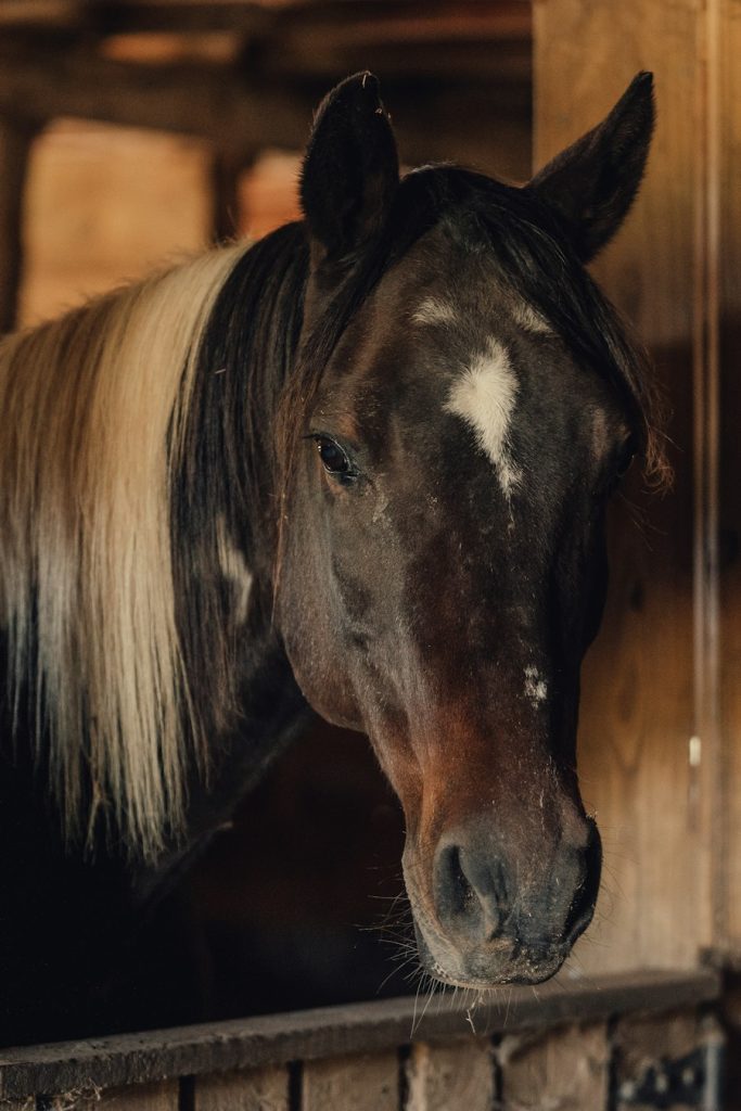 Dark horse with a flaxen mane looking out of a wooden stall