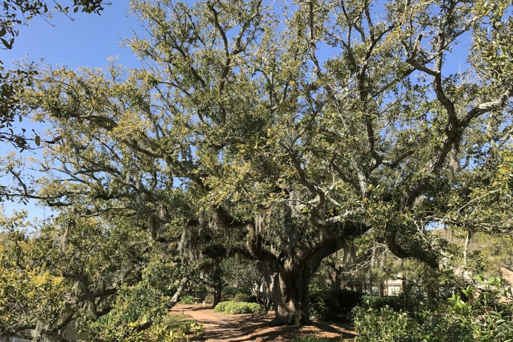 Live oak with Spanish moss arching over a sandy path
