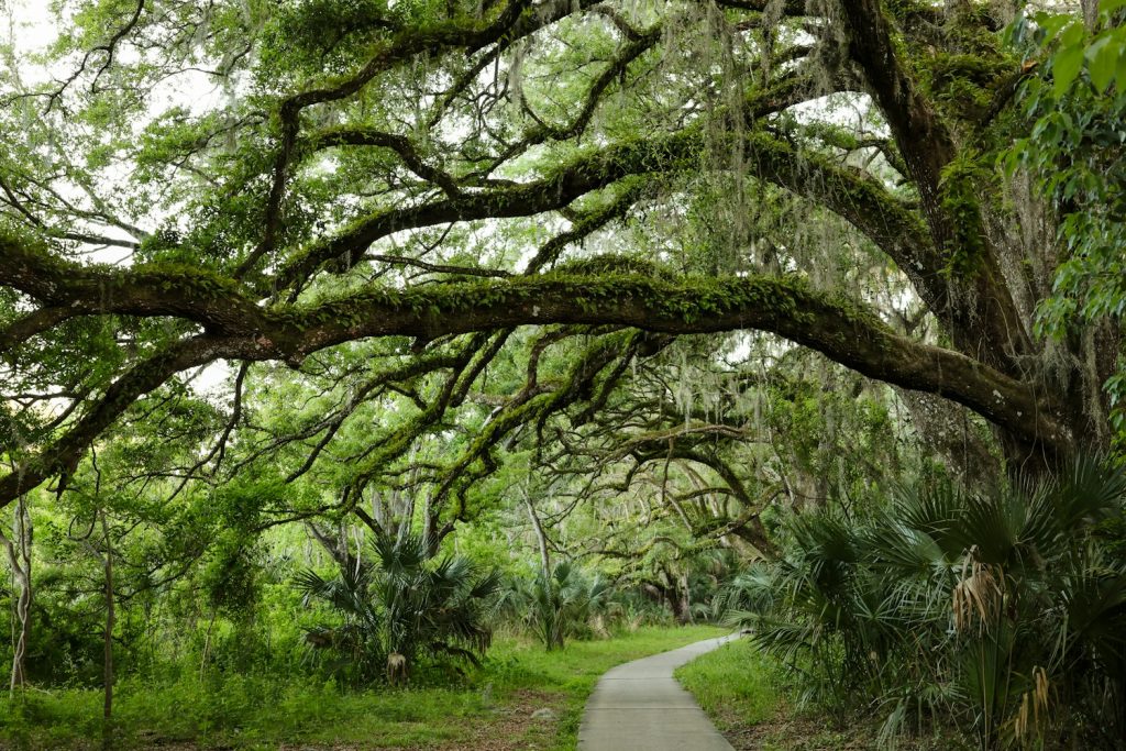 Paved walking path winding under moss-draped oaks and palmettos