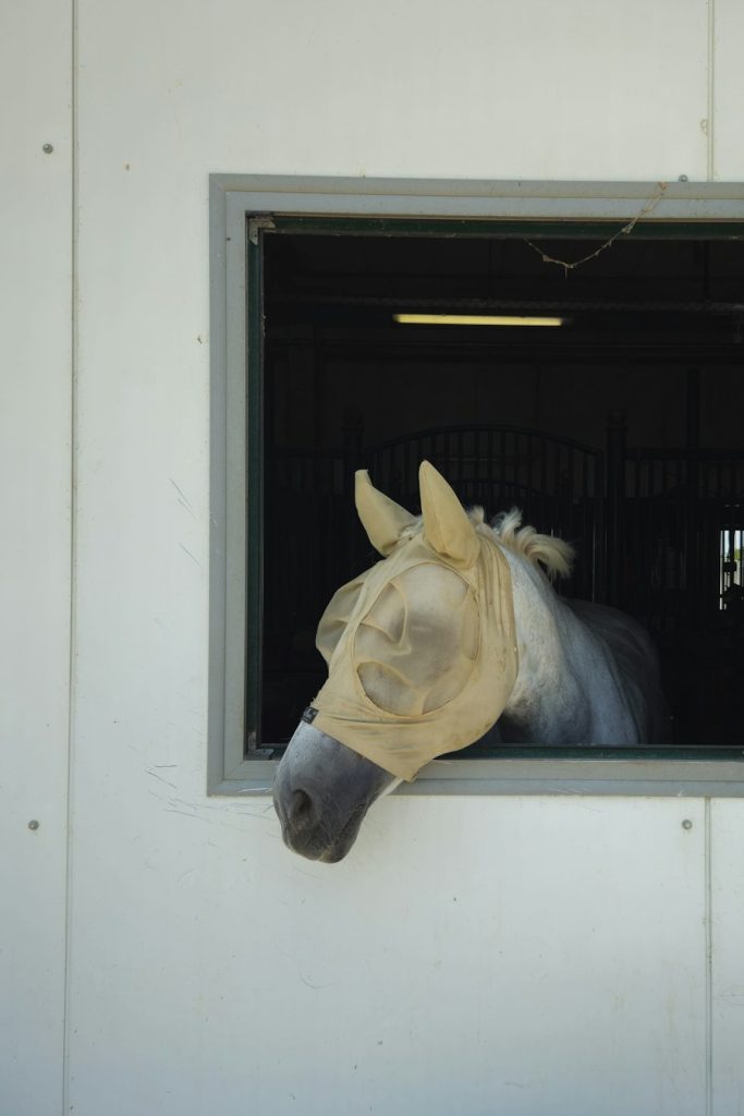 Horse wearing a fly mask looking out of a stall window in a white barn