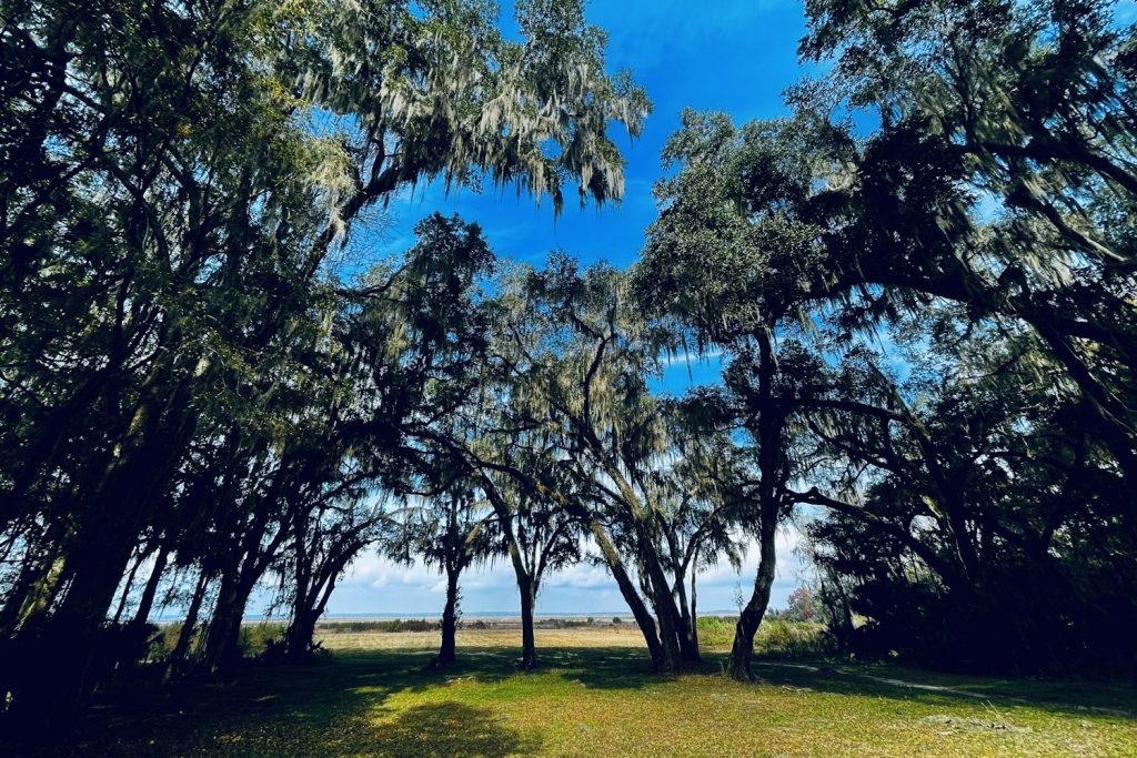Live oaks with Spanish moss framing an open sunny lawn