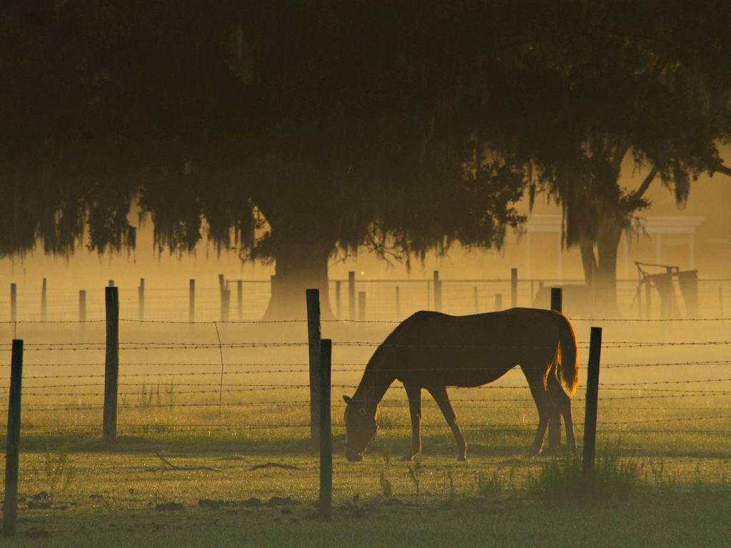 Horse grazing by a wire fence at golden hour under a large oak