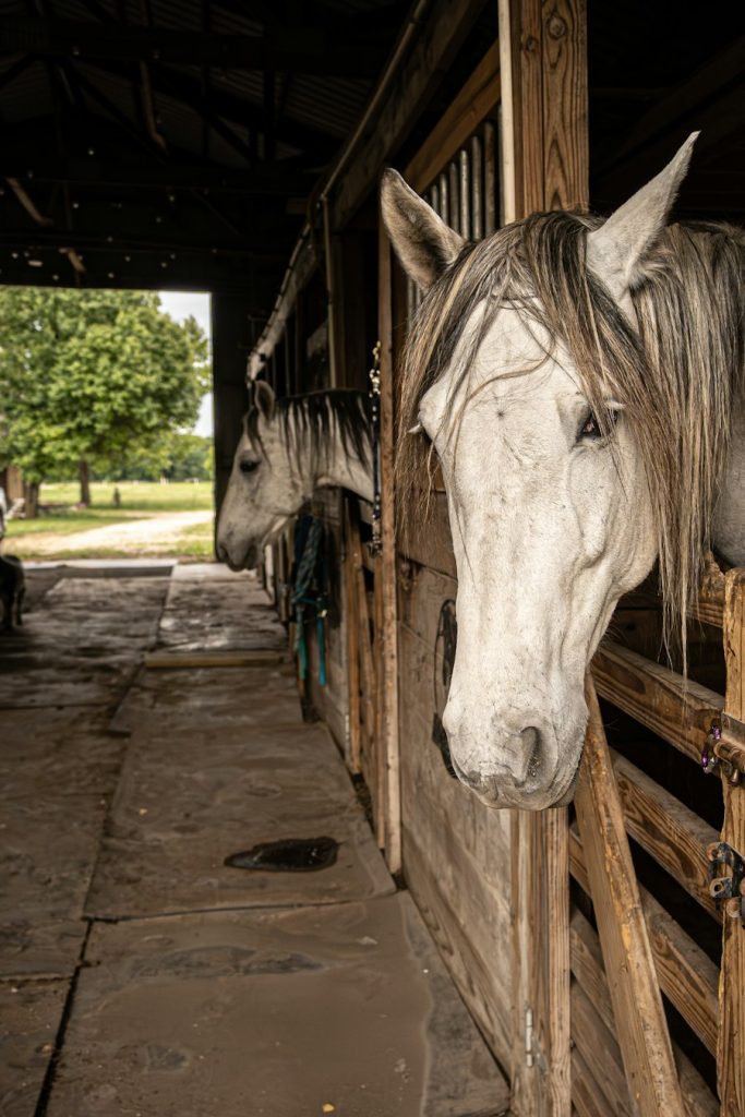 Center-aisle horse barn with a grey horse looking out of its stall