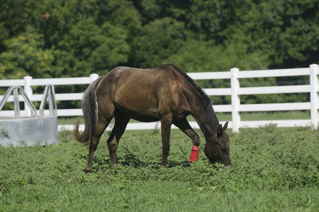 Horse grazing in a paddock beside a white fence