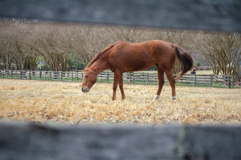 Chestnut horse grazing behind a board fence with crape myrtles
