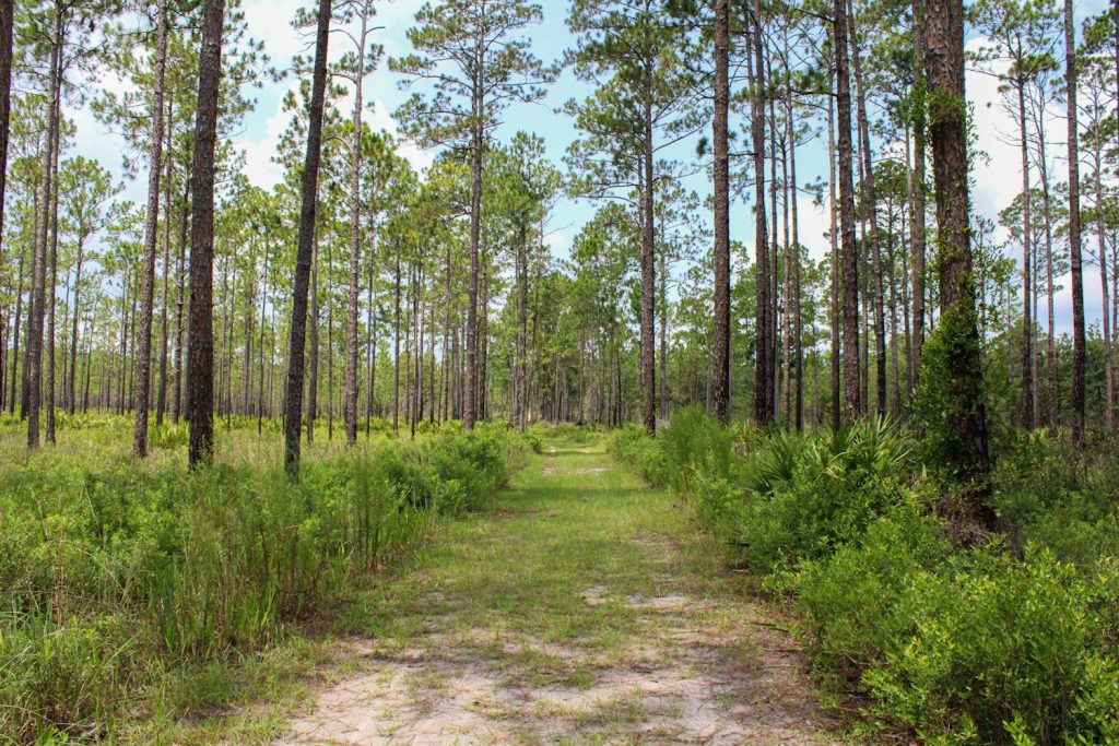 Sandy two-track road through open pine woods