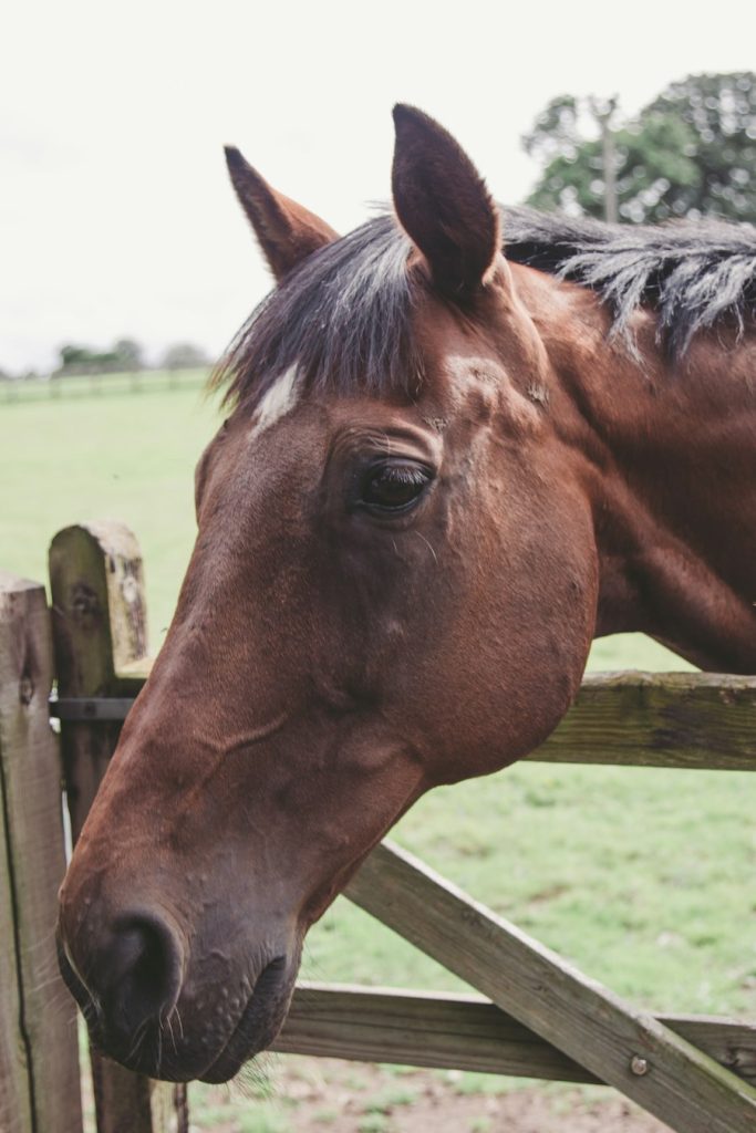 Bay thoroughbred-type horse resting its head over a wooden board fence