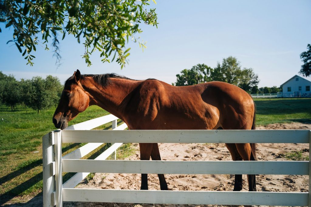 Bay horse leaning over a white board fence in a sunny paddock