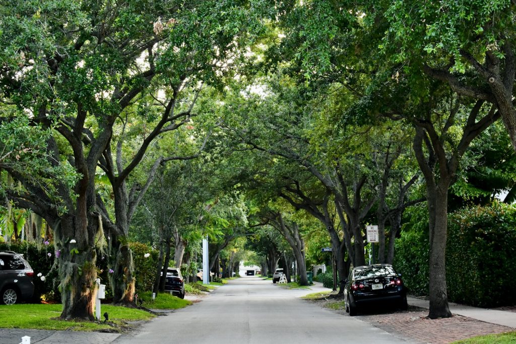Residential street under a canopy of moss-draped live oaks