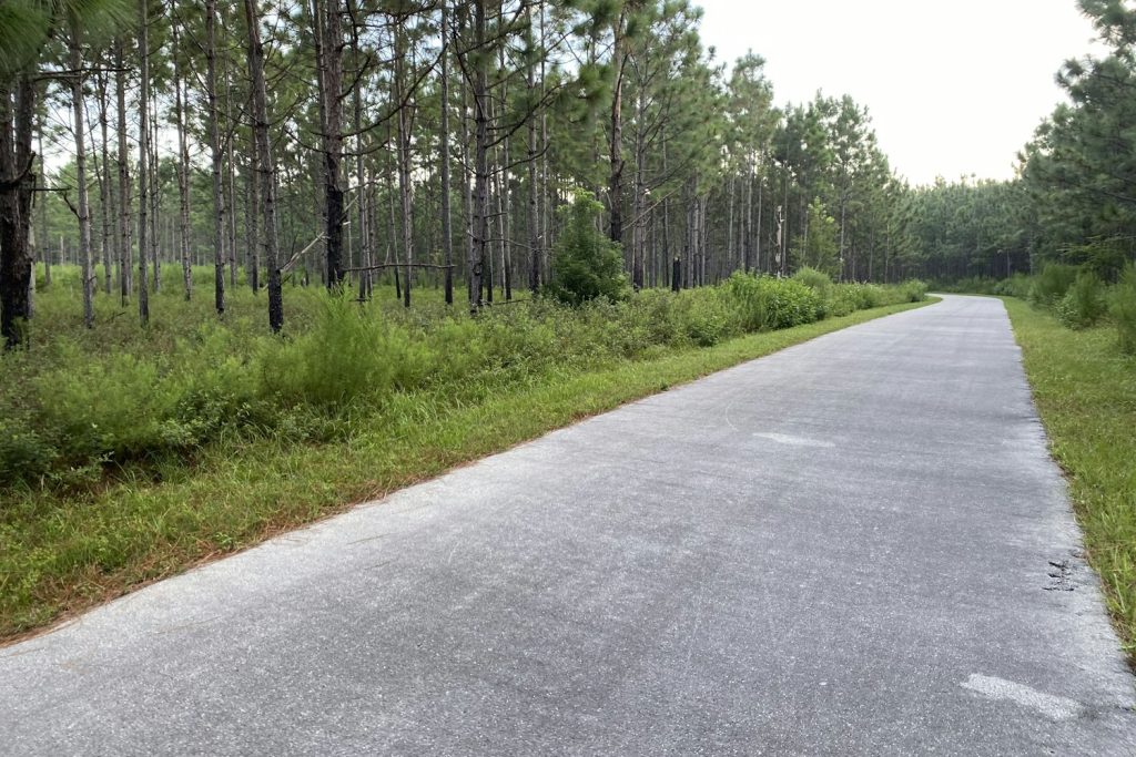 Paved trail through a pine forest